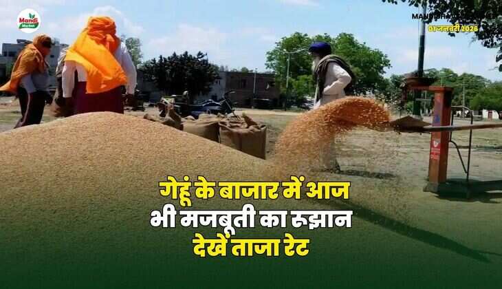 गेहूं के बाजार में आज भी मजबूती का रूझान | देखें ताजा रेट