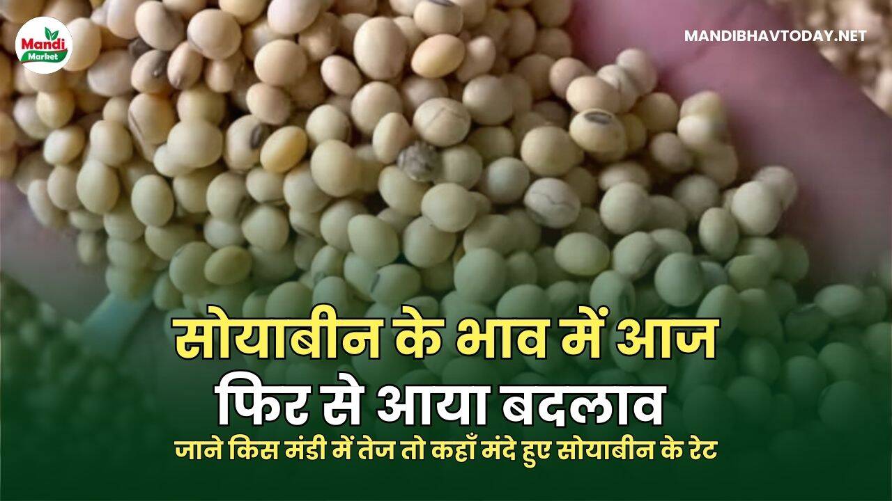 जाने किस मंडी  में तेज तो कहाँ मंदे हुए सोयाबीन के रेट