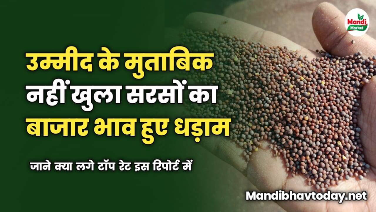 उम्मीद के मुताबिक नहीं खुला सरसों का बाजार | भाव हुए धड़ाम | जाने क्या लगे टॉप रेट