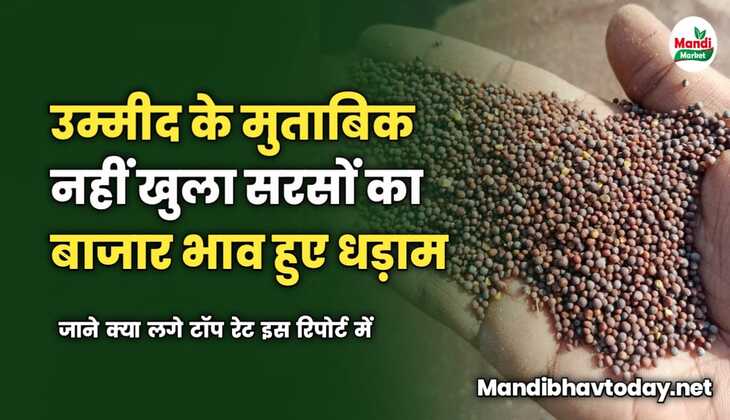 उम्मीद के मुताबिक नहीं खुला सरसों का बाजार | भाव हुए धड़ाम | जाने क्या लगे टॉप रेट