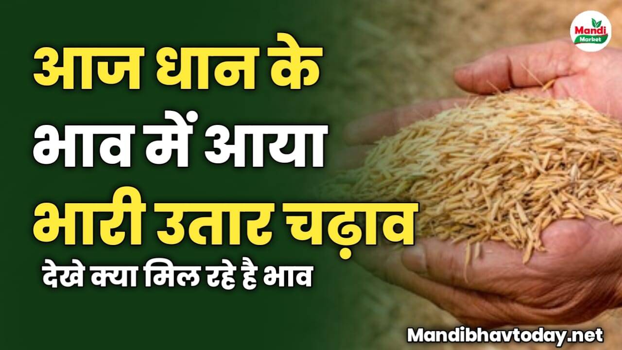 आज धान के भाव में आया भारी उतार चढ़ाव | देखे क्या मिल रहे है भाव 
