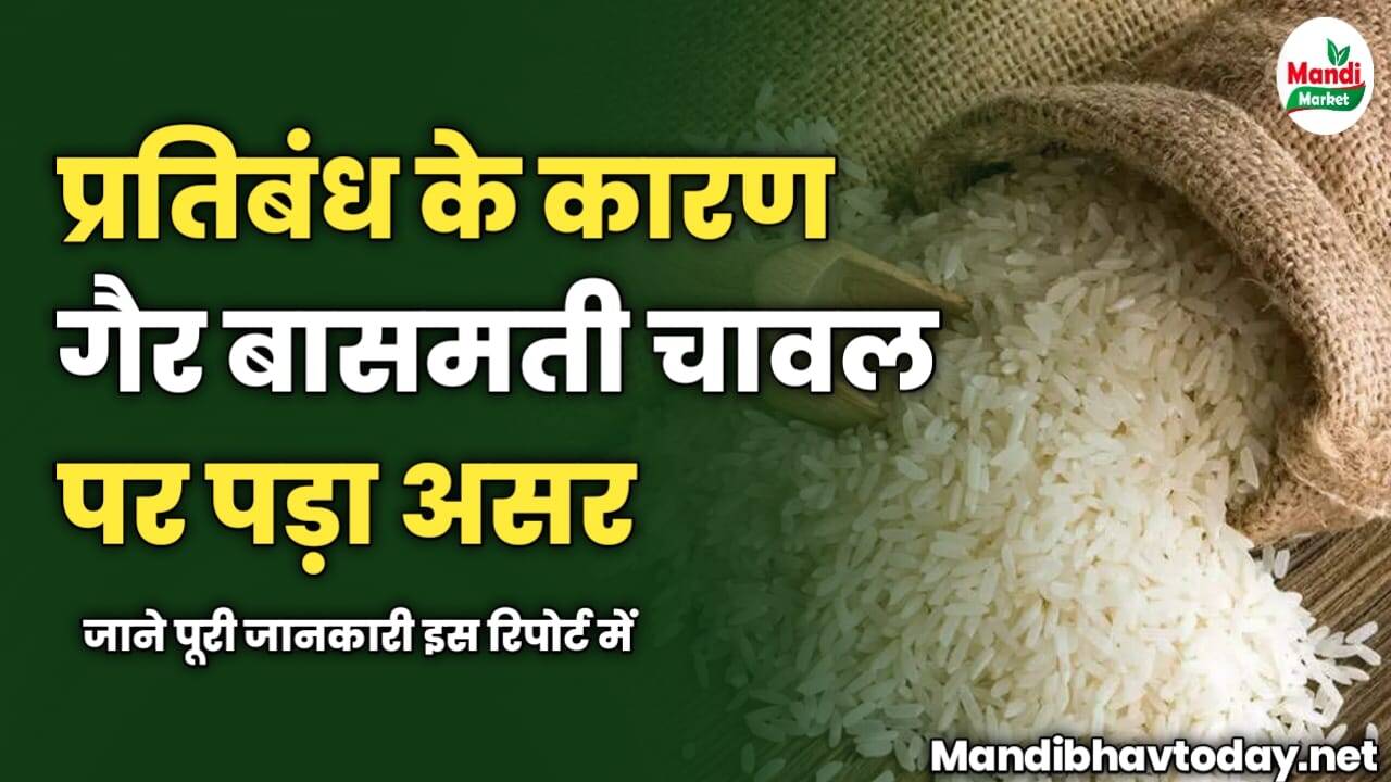 प्रतिबंध के कारण गैर बासमती चावल पर पड़ा असर | जाने पूरी जानकारी इस रिपोर्ट में