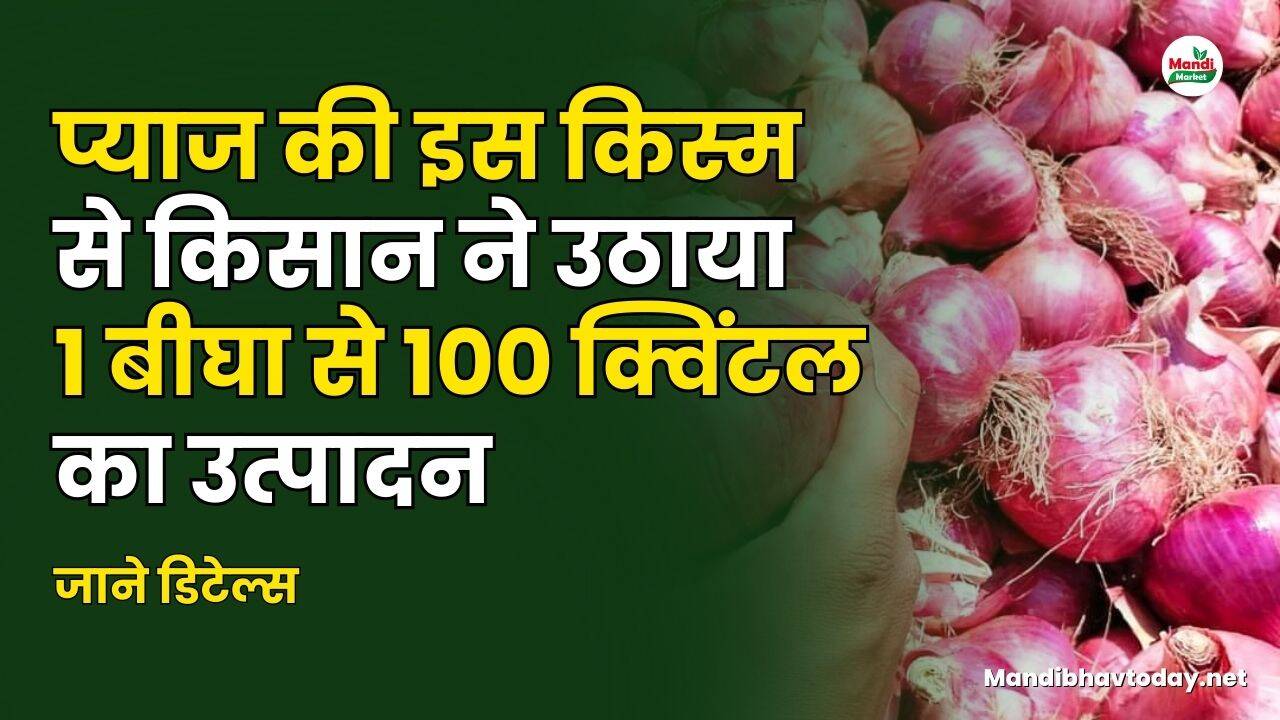 प्याज की इस किस्म से किसान ने उठाया 1 बीघा से 100 क्विंटल का उत्पादन | जाने डिटेल्स