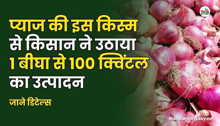 प्याज की इस किस्म से किसान ने उठाया 1 बीघा से 100 क्विंटल का उत्पादन | जाने डिटेल्स