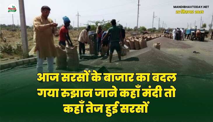 आज सरसों के बाजार का बदल गया रुझान | जाने कहाँ मंदी तो कहाँ तेज हुई सरसों