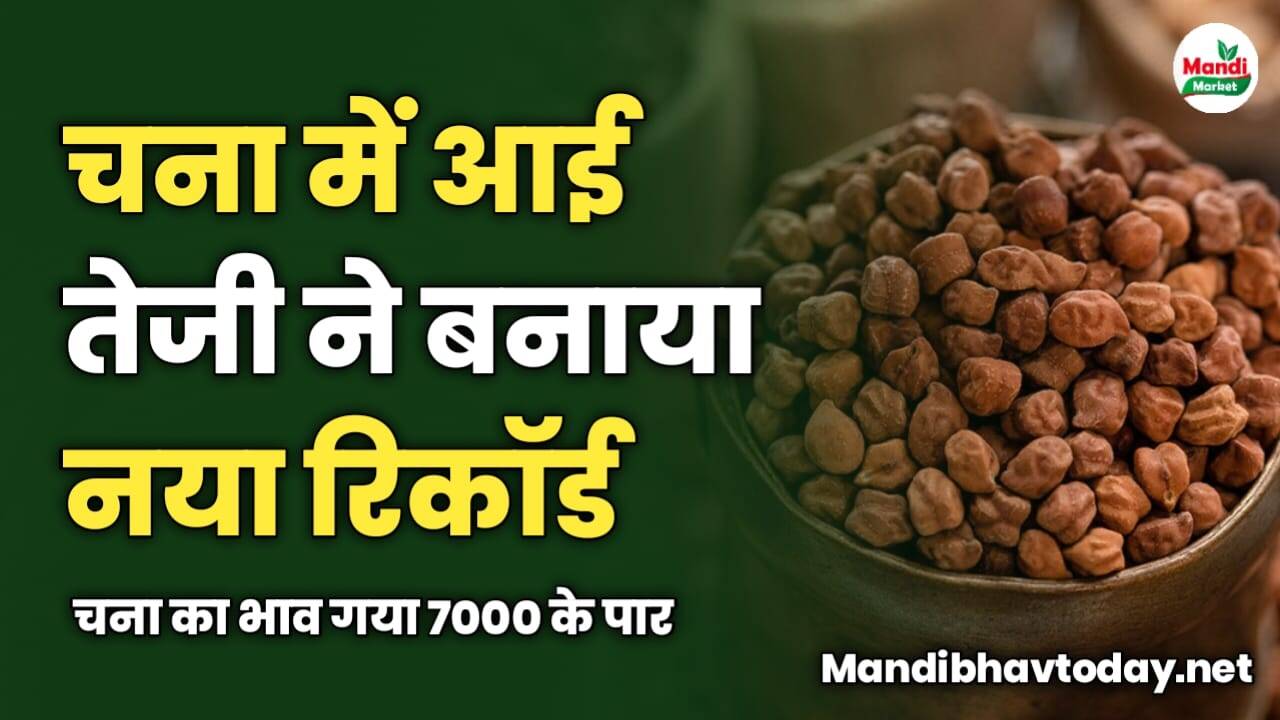 चना में आई तेजी ने आज बनाया नया रिकॉर्ड | चना का भाव गया 7000 के पार