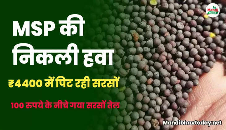 sarso me teji kab aayegi 