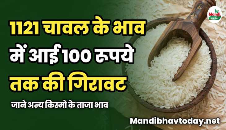 1121 चावल के भाव में आई 100 रूपये तक की गिरावट | जाने अन्य किस्मो के ताजा भाव 