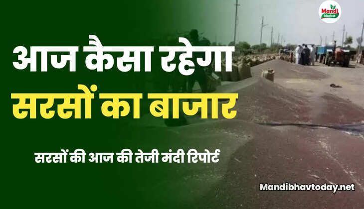 सरसों में कितनी और तेजी की है उम्मीद | जानिए क्या कहते हैं जानकार | सरसों तेजी मंदी रिपोर्ट