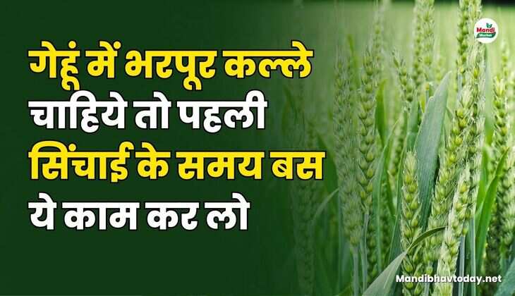 गेहूं में भरपूर कल्ले चाहिये तो पहली सिंचाई के समय बस ये काम कर लो