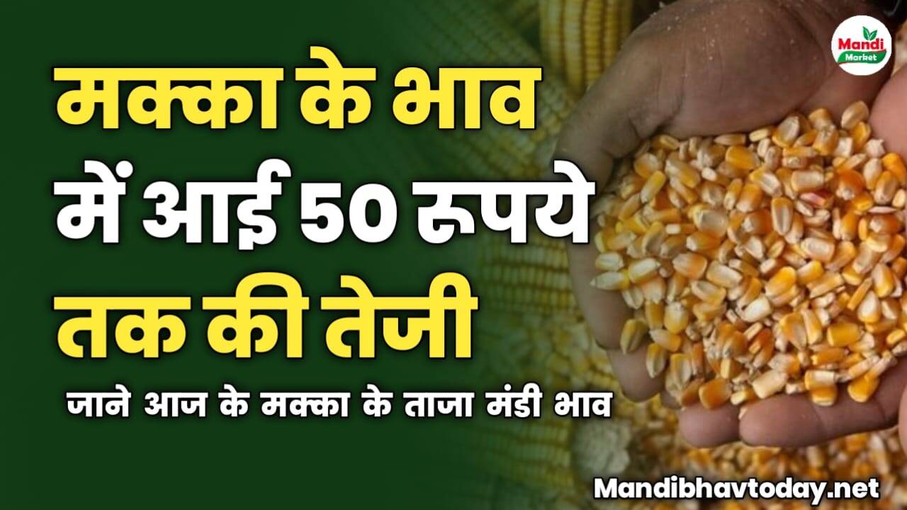 मक्का के भाव में आई 50 रूपये तक की तेजी | जाने आज के मक्का के ताजा मंडी भाव