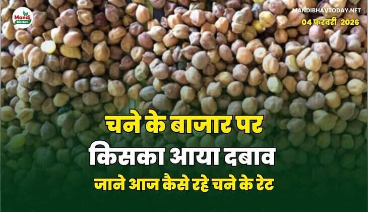 चने के बाजार पर किसका आया दबाव | जाने आज कैसे रहे चने के रेट