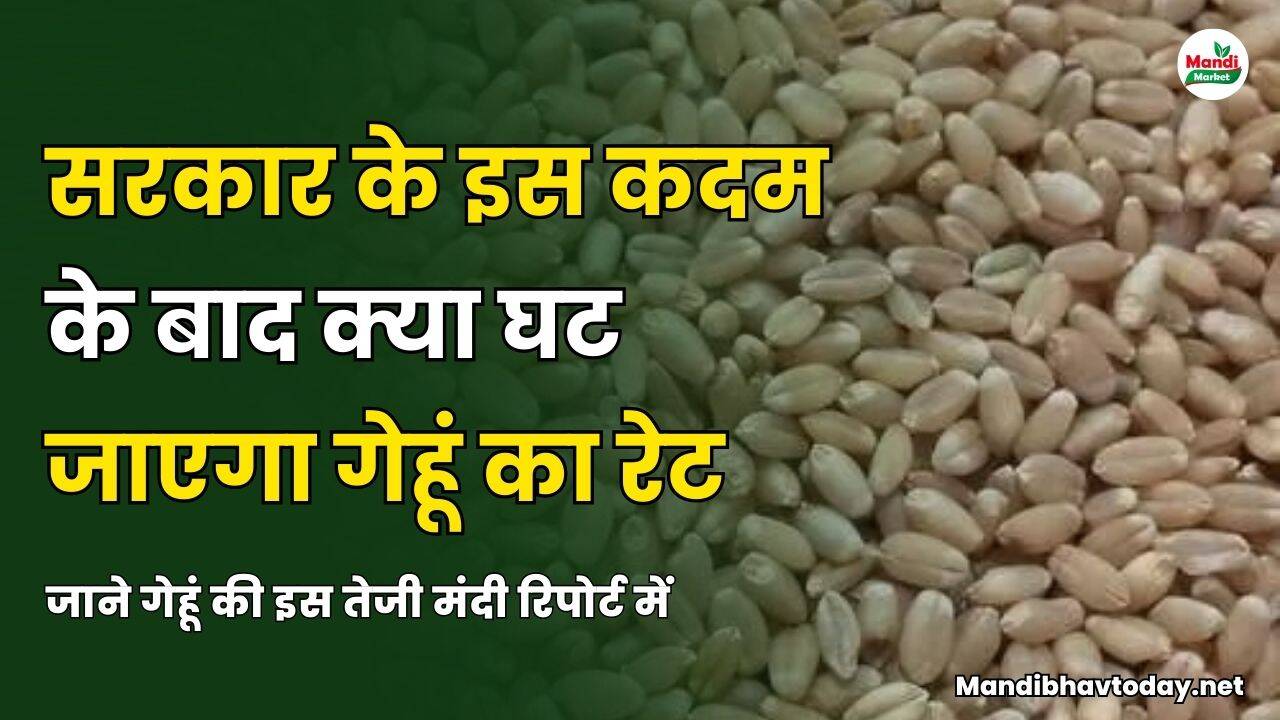 जाने गेहूं की इस तेजी मंदी रिपोर्ट में