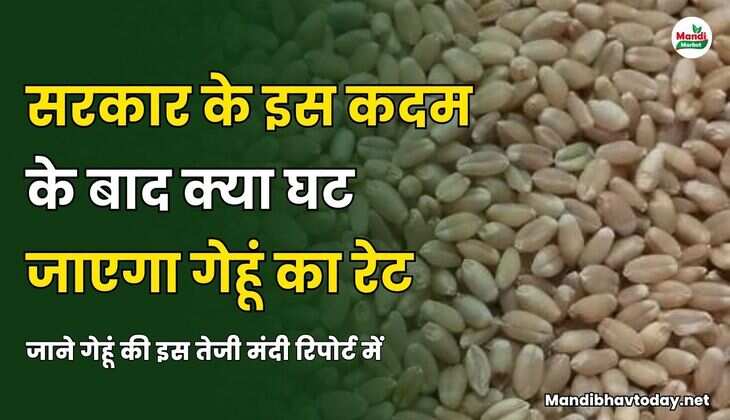 जाने गेहूं की इस तेजी मंदी रिपोर्ट में