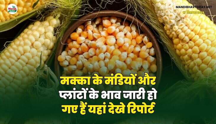 मक्का के मंडियों और प्लांटों के भाव जारी हो गए हैं | यहां देखे रिपोर्ट