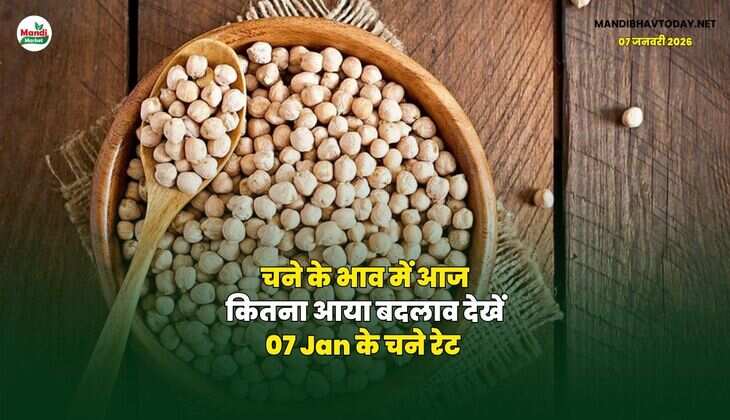 चने के भाव में आज कितना आया बदलाव | देखें 07 Jan के चने रेट