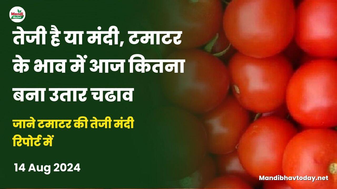 जाने टमाटर की तेजी मंदी रिपोर्ट में