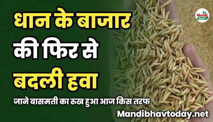धान के बाजार की फिर से बदली हवा | जाने बासमती का रुख हुआ आज किस तरफ