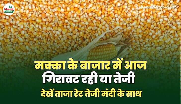 मक्का के बाजार में आज गिरावट रही या तेजी | देखें ताजा रेट तेजी मंदी के साथ