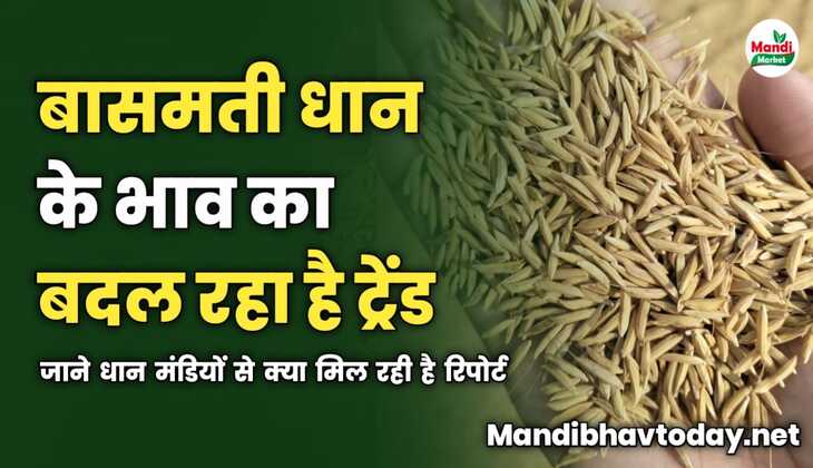 बासमती धान के भाव का बदल रहा है ट्रेंड | जाने धान मंडियों से क्या मिल रही है रिपोर्ट