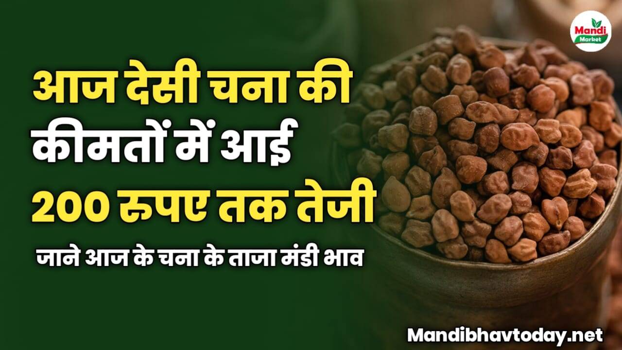 आज देसी चना की कीमतों में आई 200 रुपए तक तेजी | जाने आज के चना के ताजा मंडी भाव 