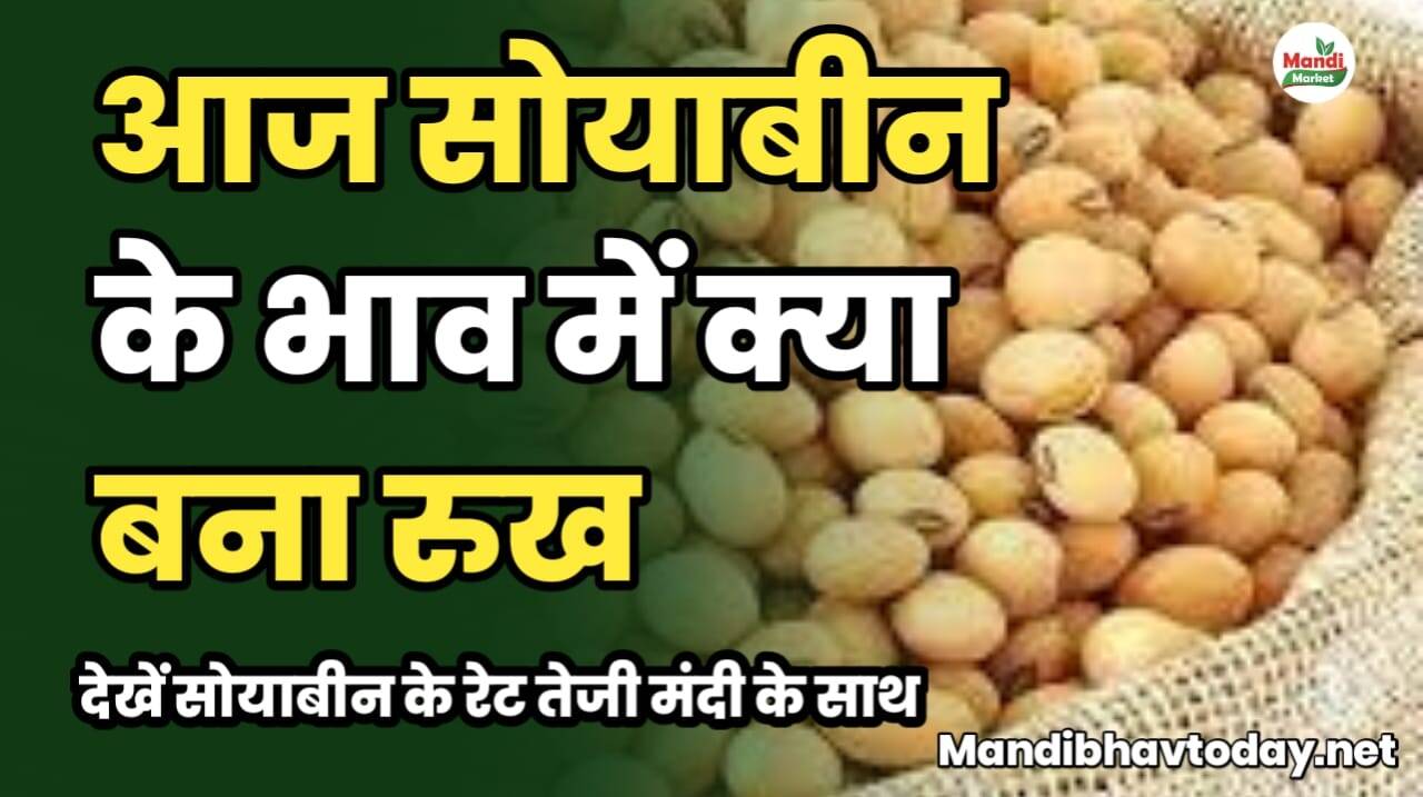 आज सोयाबीन के भाव में क्या बना रुख | देखें सोयाबीन के रेट तेजी मंदी के साथ