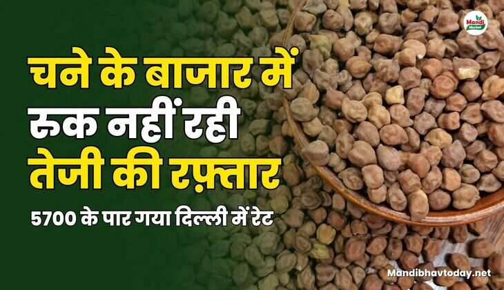 5700 के पार गया दिल्ली चना  में रेट