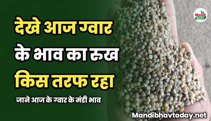 देखे आज ग्वार के भाव का रुख किस तरफ रहा | जाने आज के ग्वार के मंडी भाव 