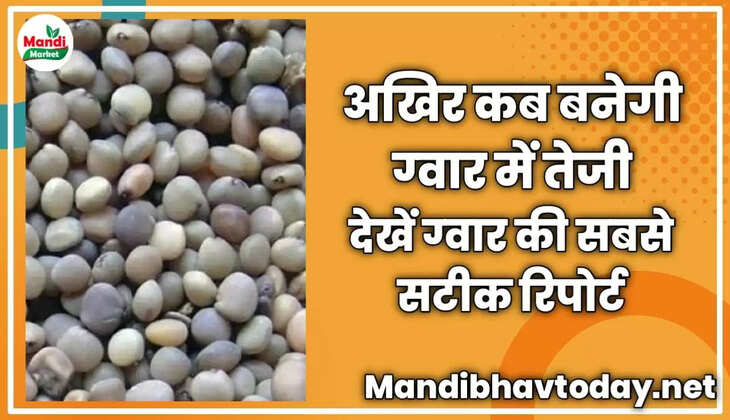 अखिर कब बनेगी ग्वार में तेजी | देखें ग्वार की सबसे सटीक रिपोर्ट