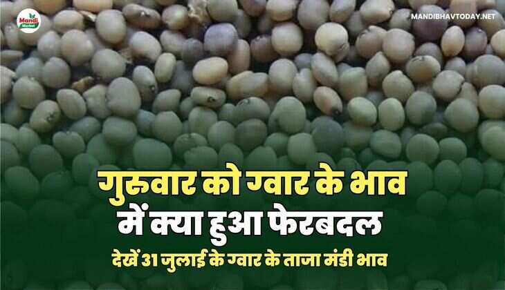 गुरुवार को ग्वार के भाव में क्या हुआ फेरबदल | देखें 31 जुलाई 25 ग्वार के ताजा मंडी भाव तेजी मंदी के साथ