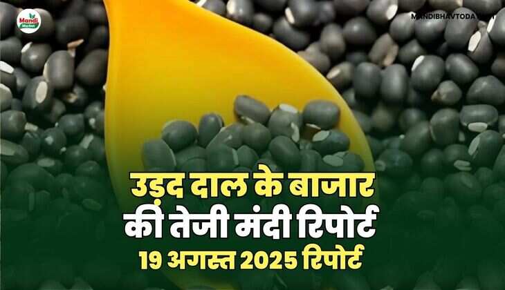 उड़द दाल की तेजी मंदी रिपोर्ट -19 अगस्त  2025