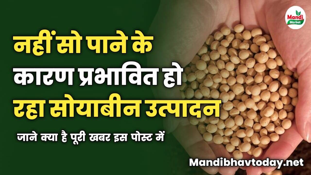 नहीं सो पाने के कारण प्रभावित हो रहा सोयाबीन का उत्पादन | जाने क्या है पूरी खबर इस पोस्ट में 