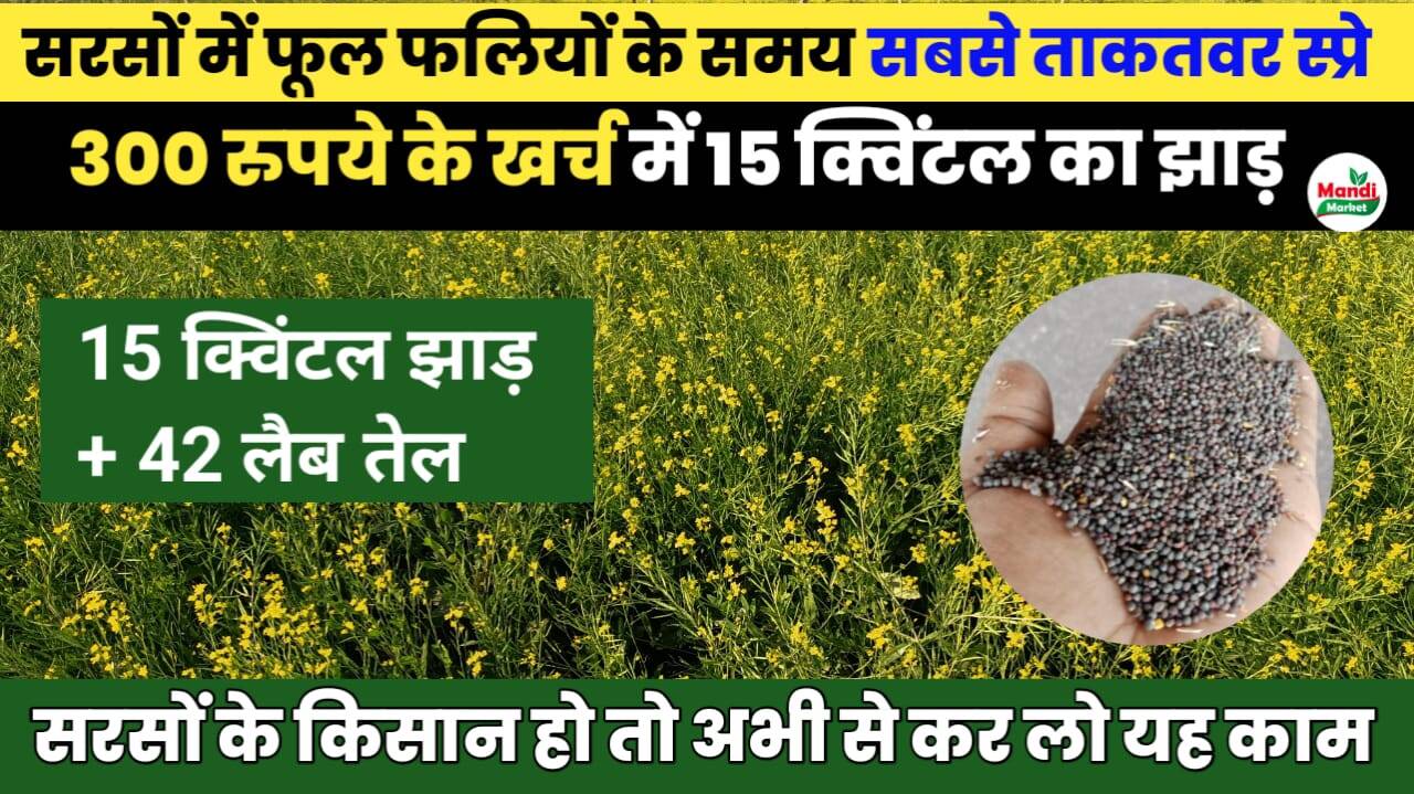 सरसों में 15 क्विंटल का उत्पादन और 42 लैब तेल लेना है तो यह स्प्रे जरूरी है