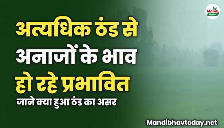 अत्यधिक ठंड से अनाजों के भाव हो रहे प्रभावित | जाने क्या हुआ ठंड का असर