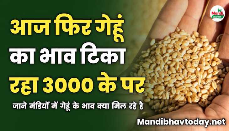 आज फिर गेहूं का भाव टिका रहा 3000 के पर | जाने मंडियों में गेहूं के भाव क्या मिल रहे है 