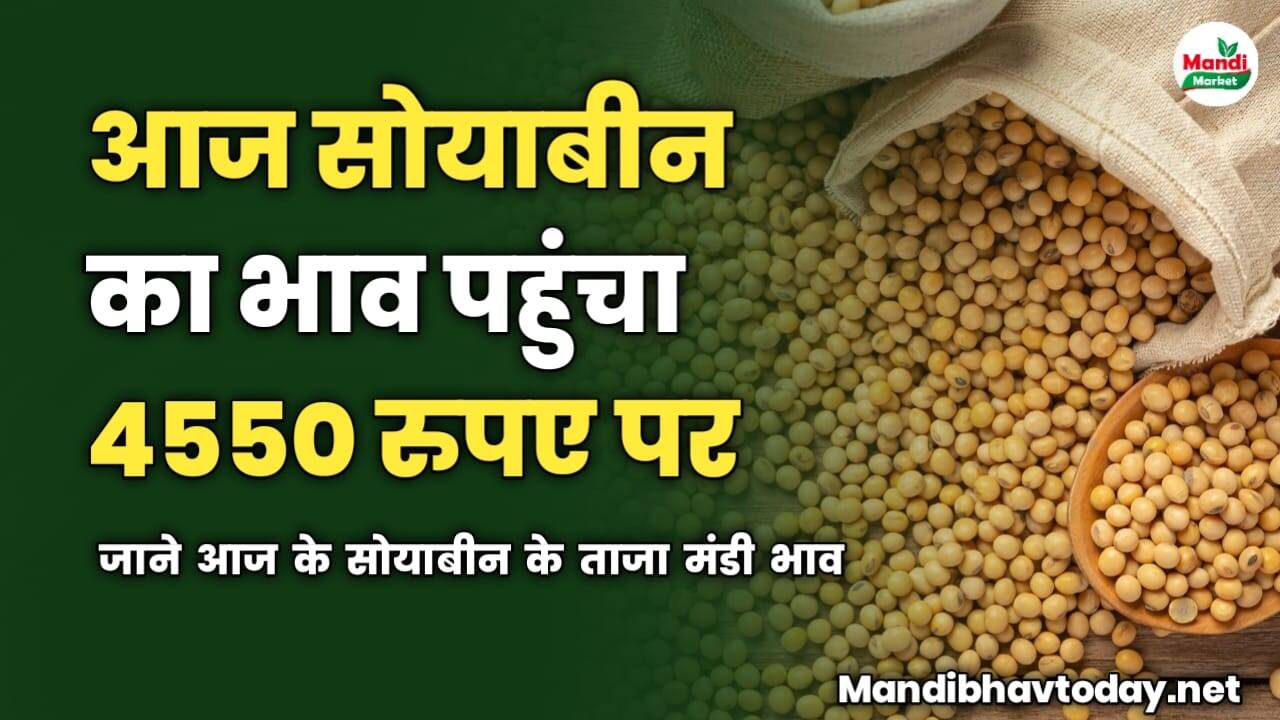 आज सोयाबीन का भाव पहुंचा 4550 रुपए पर | जाने आज के सोयाबीन के ताजा मंडी भाव
