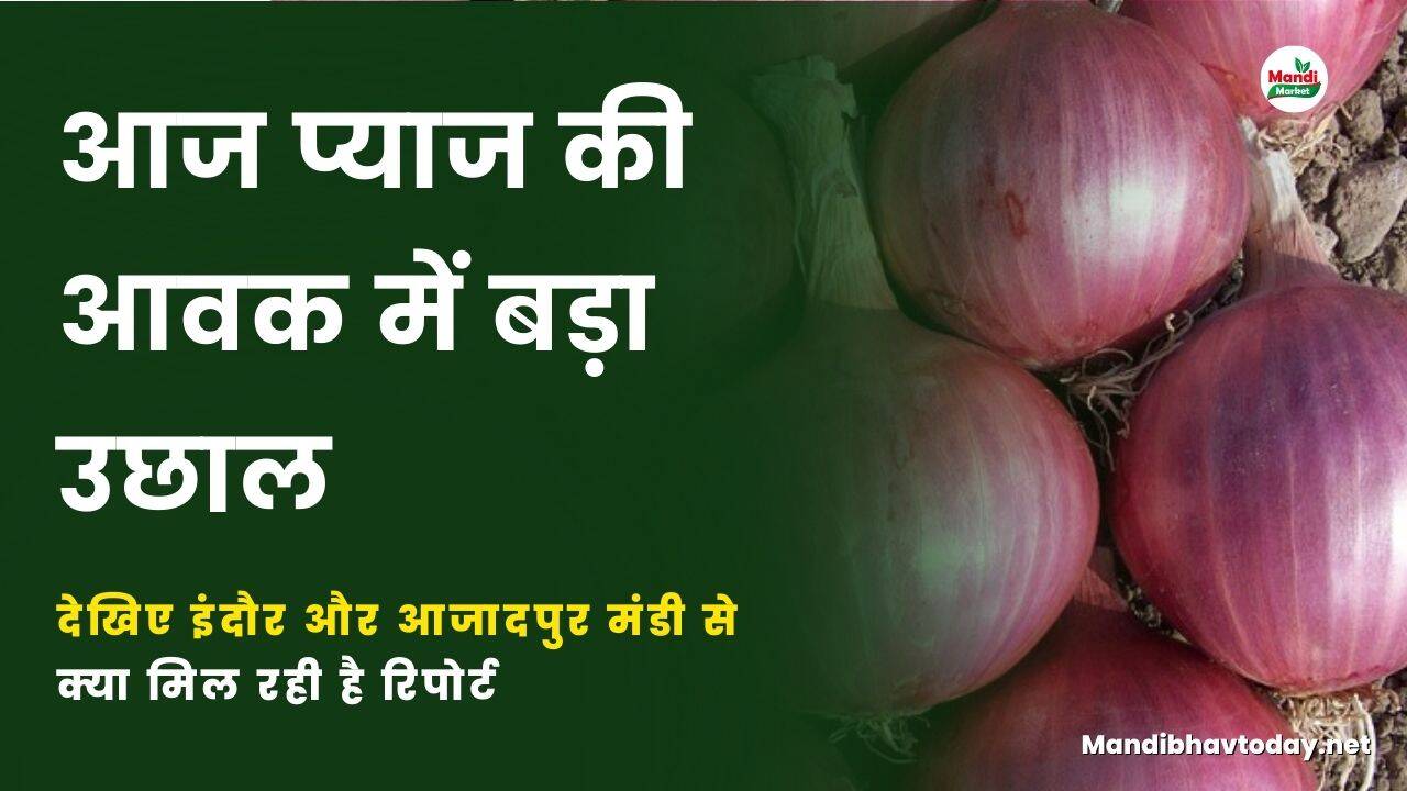 आज प्याज की आवक में बड़ा उछाल | देखिए इंदौर और आजादपुर मंडी से क्या मिल रही है रिपोर्ट