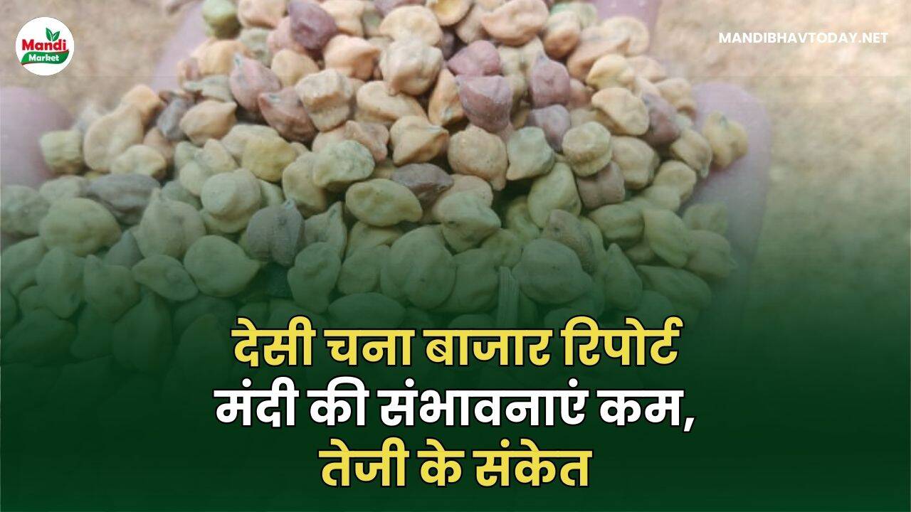देसी चना बाजार रिपोर्ट: मंदी की संभावनाएं कम, तेजी के संकेत