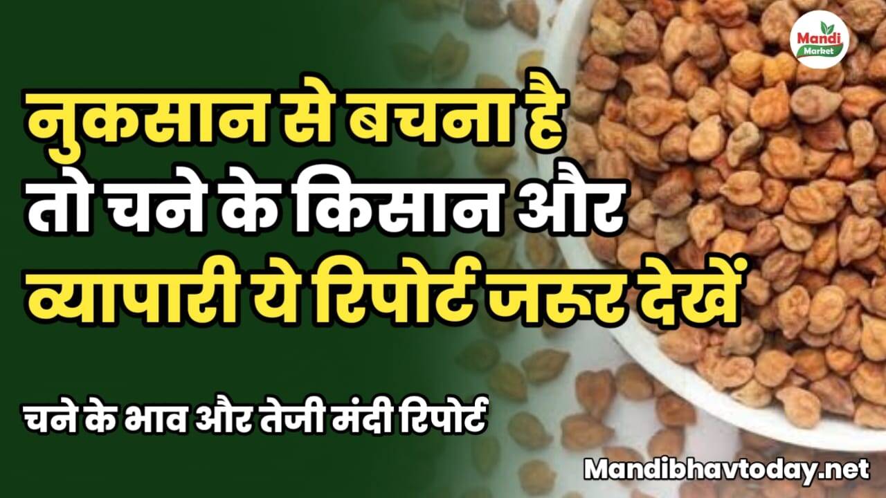 नुकसान से बचना है तो चने के किसान और व्यापारी ये रिपोर्ट जरूर देखें | चने के भाव और तेजी मंदी रिपोर्ट chane ke taja mandi bhav 16 january 2025