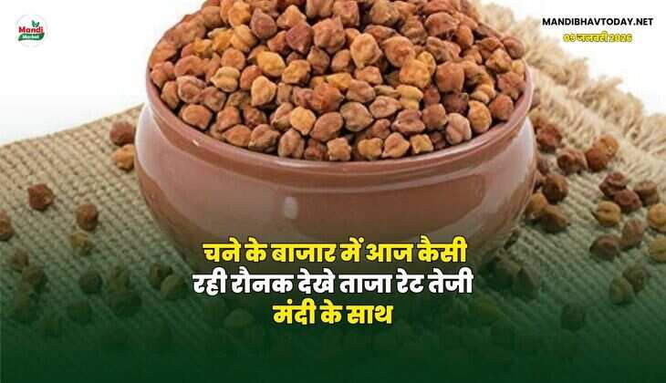 चने के बाजार में आज कैसी रही रौनक | देखे ताजा रेट तेजी मंदी के साथ
