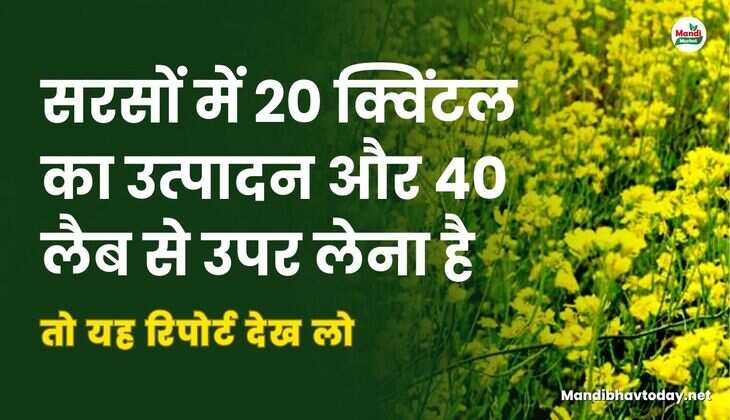 सरसों में 20 क्विंटल का उत्पादन और 40 लैब से उपर लेना है तो यह रिपोर्ट देख लो