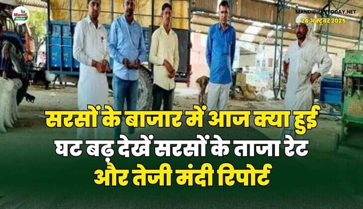 सरसों के बाजार में आज क्या हुई घट बढ़ | देखें सरसों के ताजा रेट और तेजी मंदी रिपोर्ट