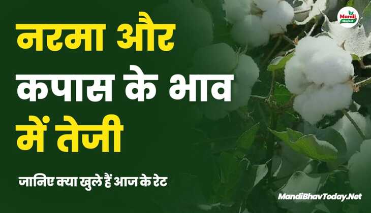 नरमा और कपास के भाव में तेजी | जानिए क्या खुले हैं आज के रेट