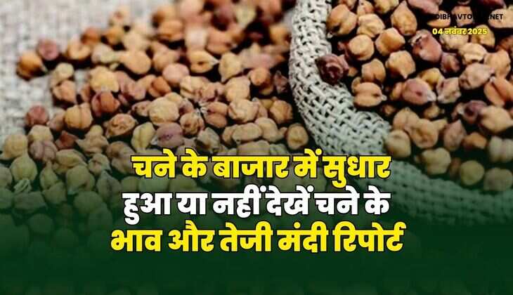चने के बाजार में सुधार हुआ या नहीं | देखें चने के भाव और तेजी मंदी रिपोर्ट