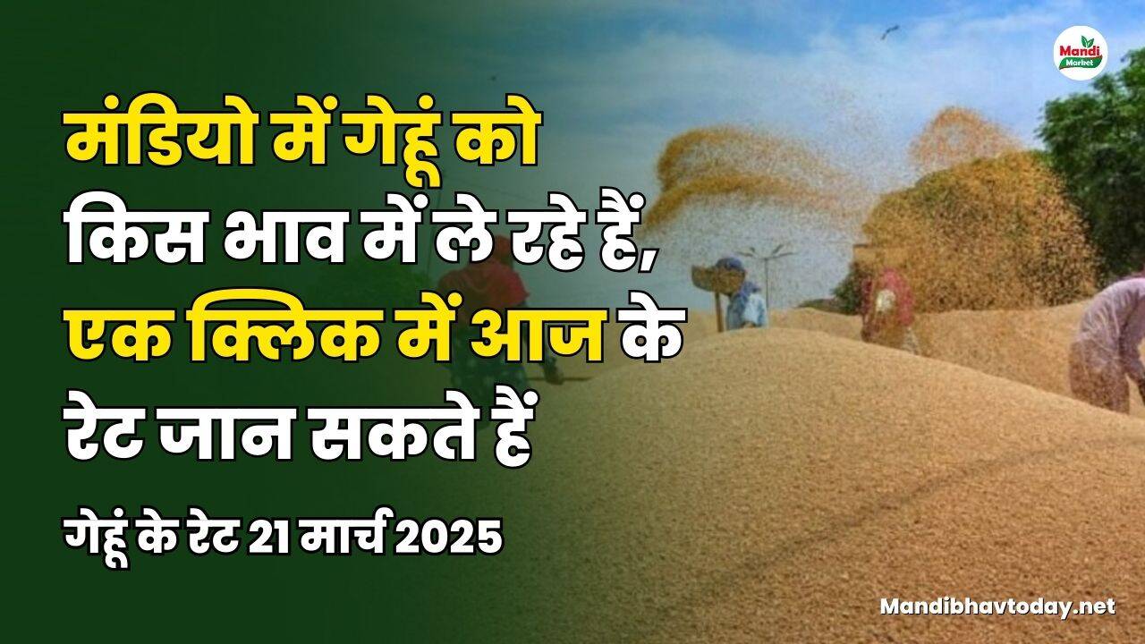 गेहू