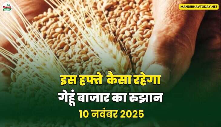 इस हफ्ते  कैसा रहेगा गेहूं बाजार का रुझान