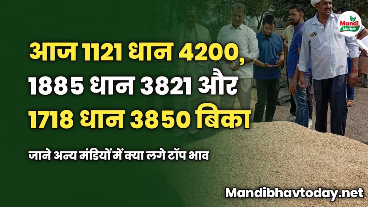 आज 1121 धान 4200, 1885 धान 3821 और 1718 धान 3850 बिका | जाने अन्य मंडियों में क्या लगे टॉप भाव