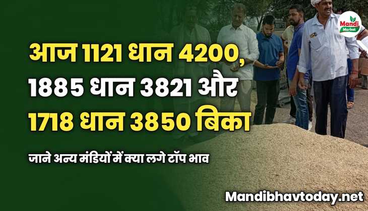 आज 1121 धान 4200, 1885 धान 3821 और 1718 धान 3850 बिका | जाने अन्य मंडियों में क्या लगे टॉप भाव 