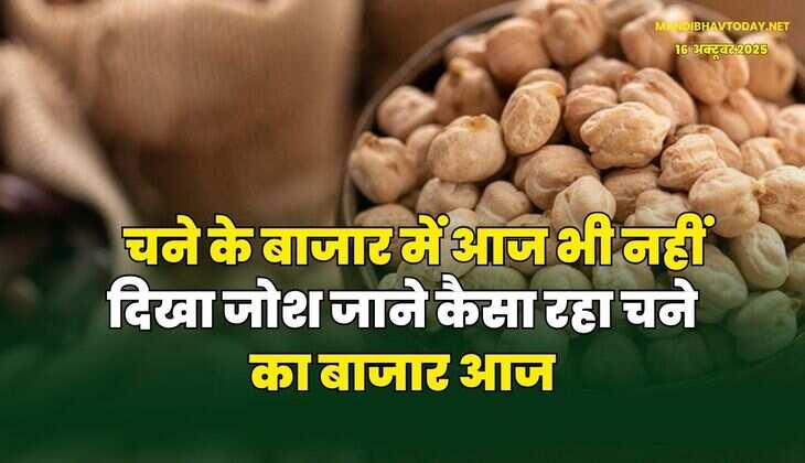 चने के बाजार में आज भी नहीं दिखा जोश | जाने कैसा रहा चने का बाजार आज