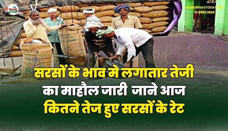 सरसों के भाव मे लगातार तेजी का माहौल जारी | जाने आज कितने तेज हुए सरसों के रेट